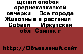 щенки алабая ( среднекавказкой овчарки) - Все города Животные и растения » Собаки   . Иркутская обл.,Саянск г.